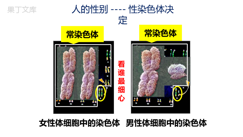 性别和性别决定-2022-2023学年八年级生物上册同步优质教学课件(北师大版)