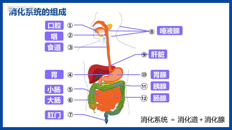 消化和吸收-2022-2023学年七年级生物同步精讲课件(人教版七年级下册)