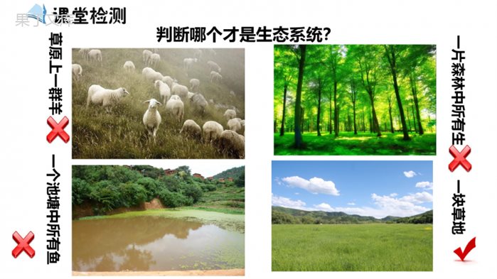 生态系统概述(课件)-2022-2023学年八年级生物下册同步精品课堂(北师大版)