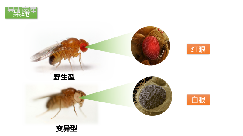 生物的变异-【创新课堂】2022-2023学年八年级生物下册优质课件(苏教版八年级下册)