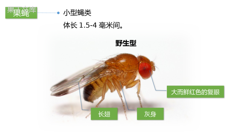 生物的变异-【创新课堂】2022-2023学年八年级生物下册优质课件(苏教版八年级下册)