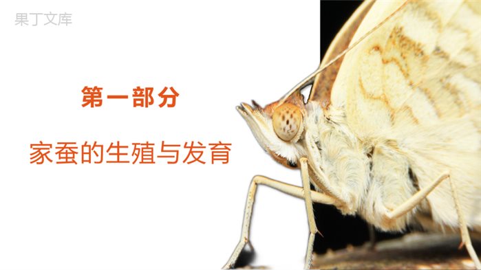 昆虫的生殖和发育-2022-2023学年八年级生物下册优质课件(苏教版八年级下册)