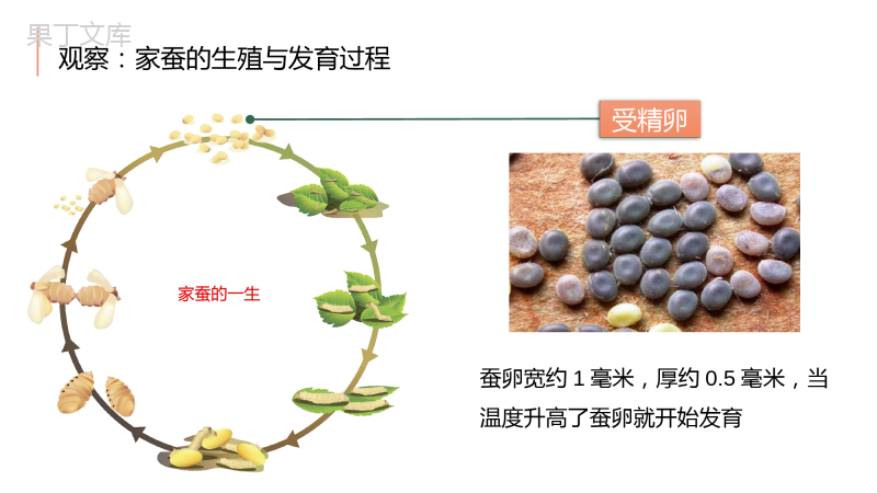 昆虫的生殖和发育-2022-2023学年八年级生物下册优质课件(苏教版八年级下册)