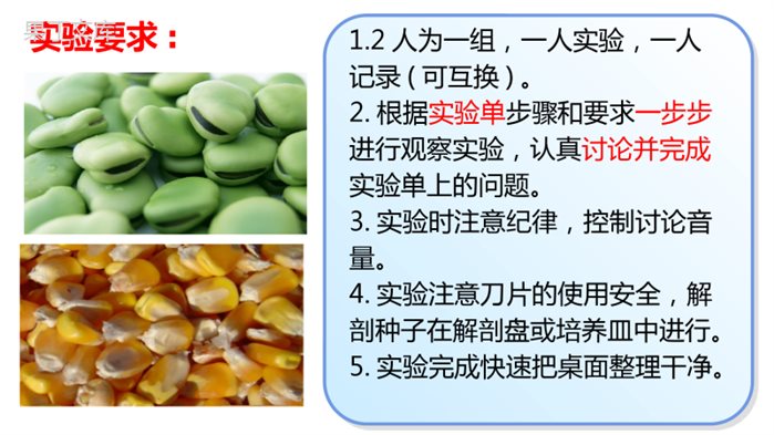 植物的生长发育(第一课时)-2022-2023学年八年级生物上册教学课件(苏科版)