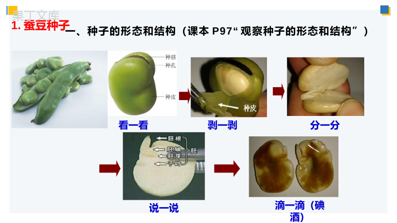 植物的生长发育(第一课时)-2022-2023学年八年级生物上册教学课件(苏科版)