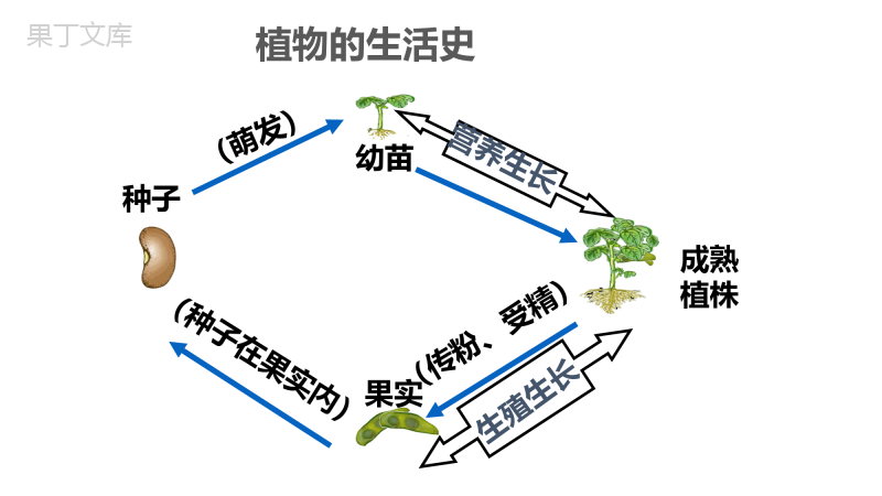 植物的生长发育-2022-2023学年八年级生物上册同步精品课堂(苏科版)