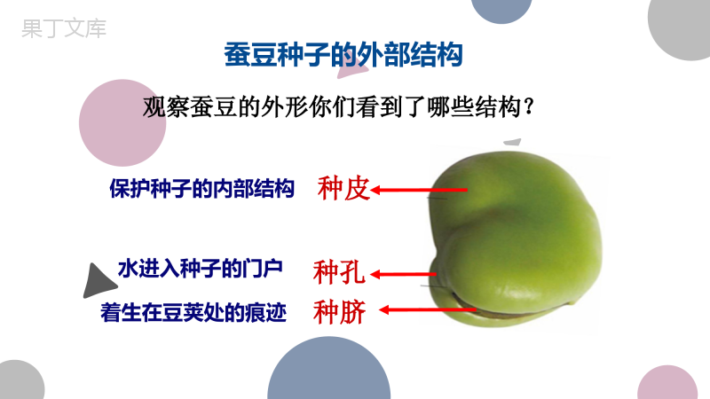 植物的生长发育-2022-2023学年八年级生物上册同步精品课堂(苏科版)