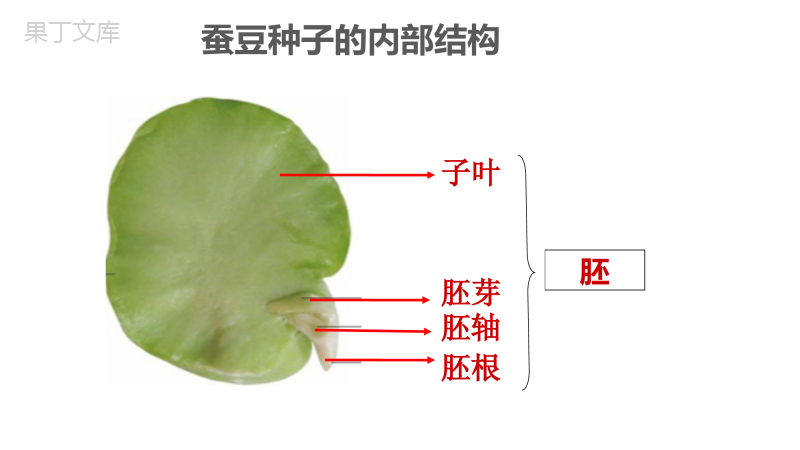 植物的生长发育-2022-2023学年八年级生物上册同步精品课堂(苏科版)