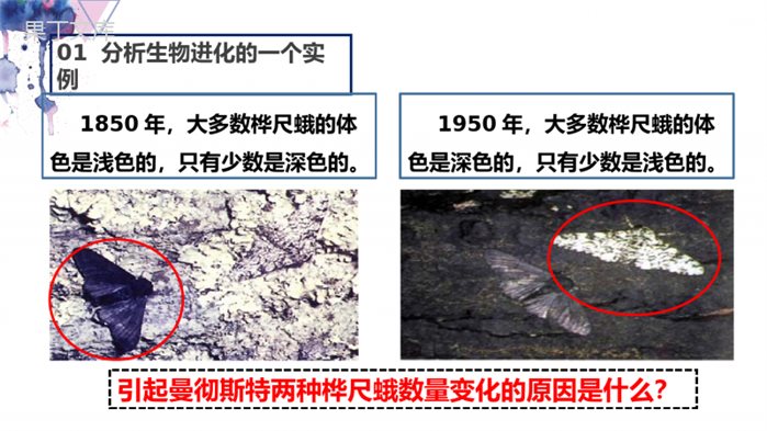 生物进化的原因-2022-2023学年八年级生物下学期同步精品课件(人教版)