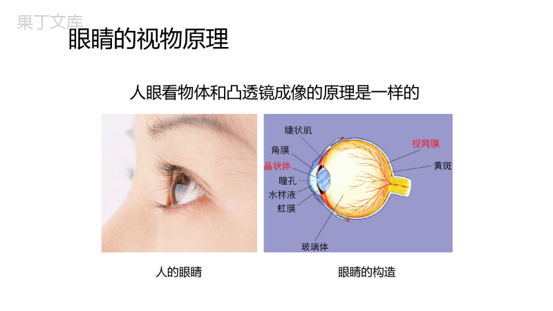 神奇的眼睛--2022-2023学年八年级物理上学期同步教学优质特色课件(沪科版)