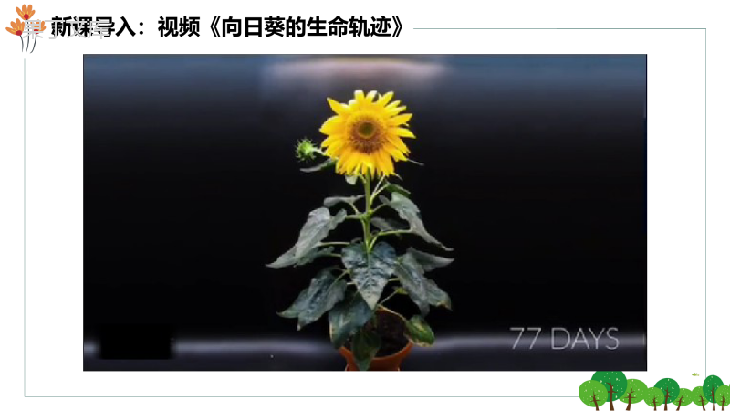 种子萌发形成幼苗+课件-2022-2023学年生物北师大版七年级上册