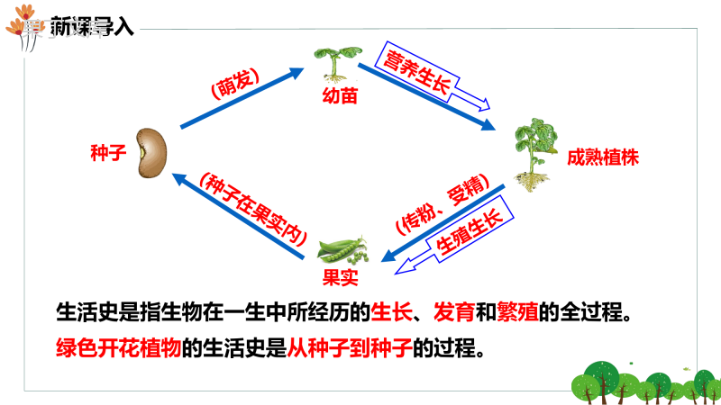 种子萌发形成幼苗+课件-2022-2023学年生物北师大版七年级上册