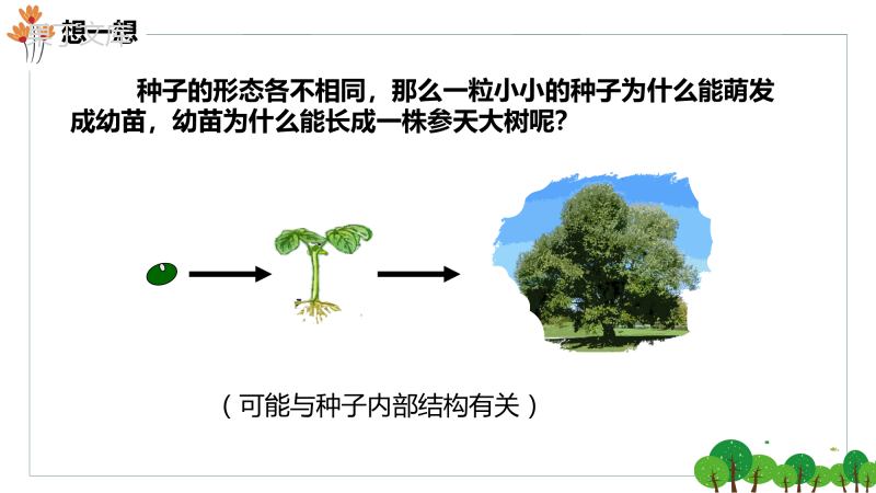 种子萌发形成幼苗+课件-2022-2023学年生物北师大版七年级上册