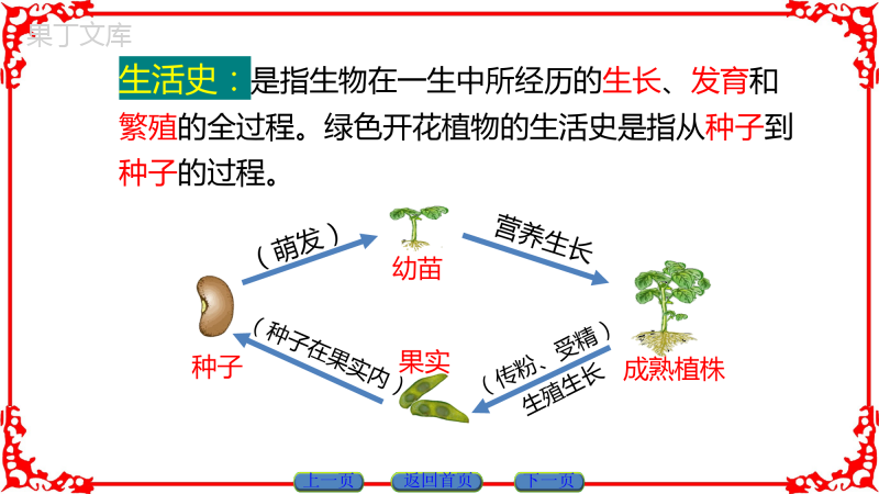 种子萌发形成幼苗-2022-2023学年七年级生物上学期同步精品课件(北师大版)