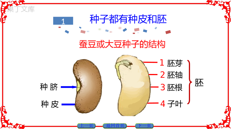 种子萌发形成幼苗-2022-2023学年七年级生物上学期同步精品课件(北师大版)