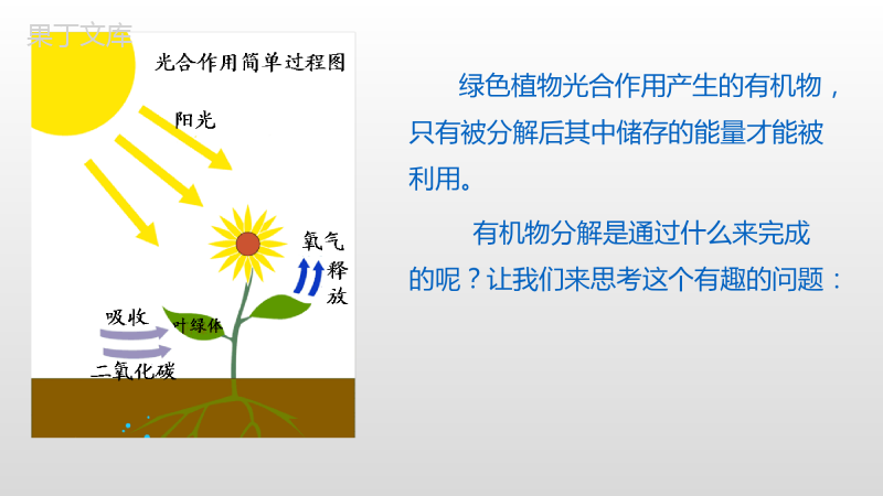 第五章第二节+绿色植物呼吸作用-2022-2023学年七年级上册生物同步备课精制课件(人教版)