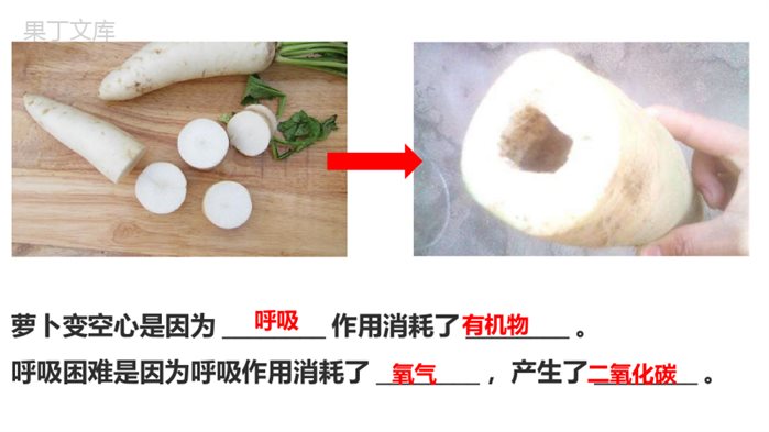 绿色植物的呼吸作用-2022-2023学年七年级上册生物同步高效优质课件(济南版)