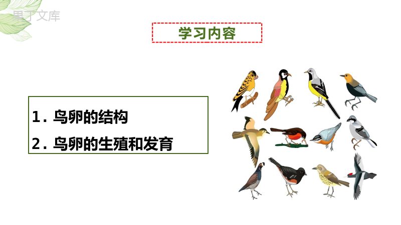 鸟的生殖和发育-2022-2023学年八年级生物下学期同步精品课件(人教版)