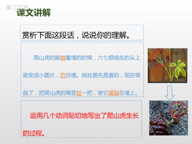 《爬山虎的脚》第二课时PPT课件(完美版)