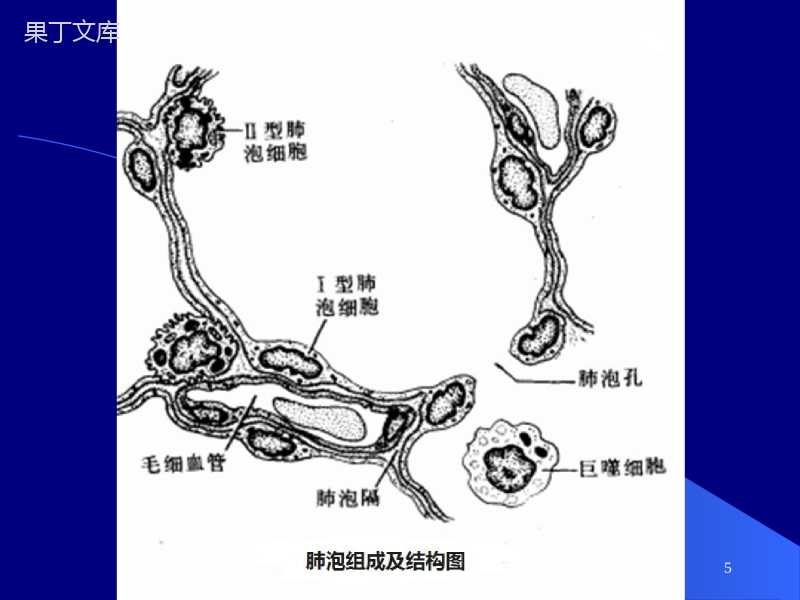 儿科学-新生儿呼吸窘迫综合征