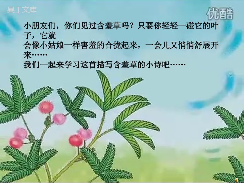 含羞草(幼儿园大班ppt课件)