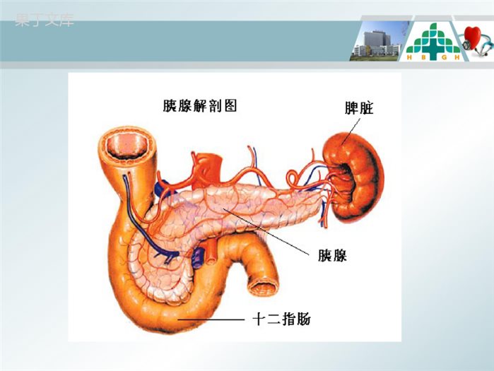 急性胰腺炎的护理查房ppt课件